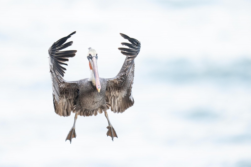 Brown-Pelican-3200-rchestra-pose-_A1G0205-La-Jolla-CA