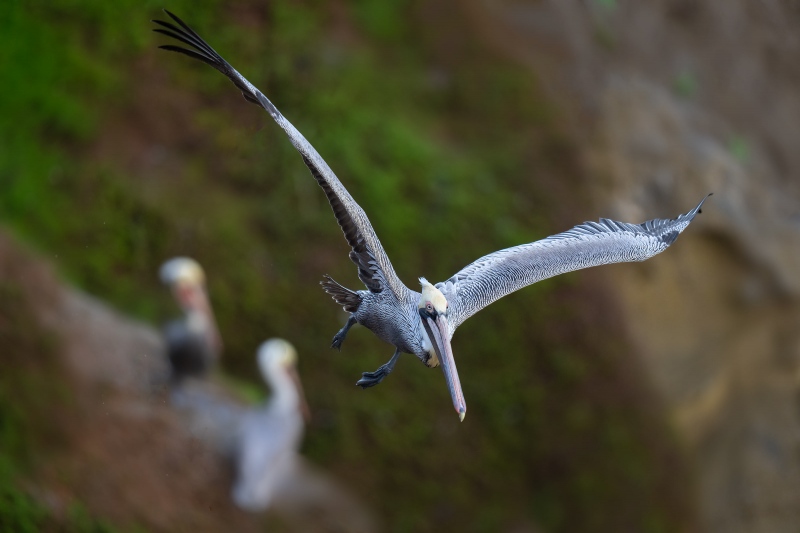 Brown-Pelican-3200-riding-cliff-currents-downward-_A1G3383-La-Jolla-CA