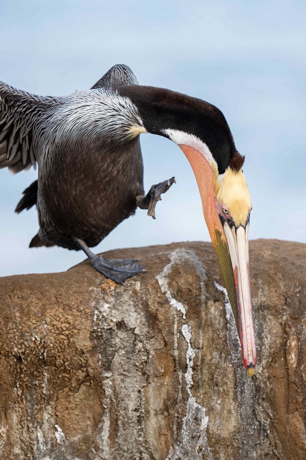 Brown-Pelican-3200-scratching-_A1G0931-La-Jolla-CA