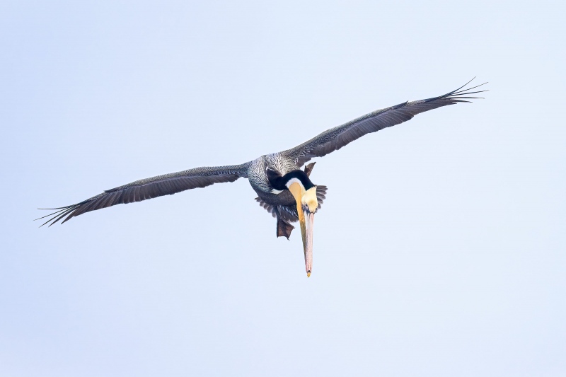 Brown-Pelican-3200-scratching-in-flight-_A1G0641-La-Jolla-CA