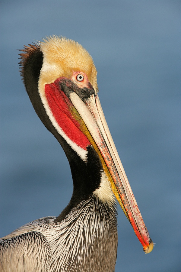 Brown-Pelican-3200-stunning-breeding-plumage-head-shldrs-_L8X9772-LaJolla-CA