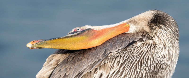 Brown-Pelican-3200-sub-adult-bill-pouch-detiail-_A1G4992-La-Jolla-CA-