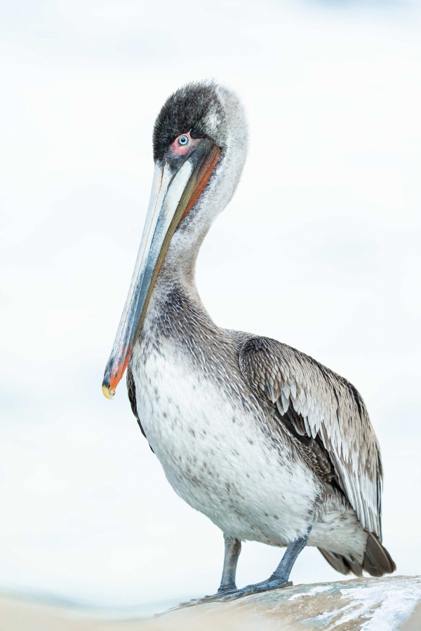 Brown-Pelican-3200-sub-adult-high-key-_A1G3245-La-Jolla-CA