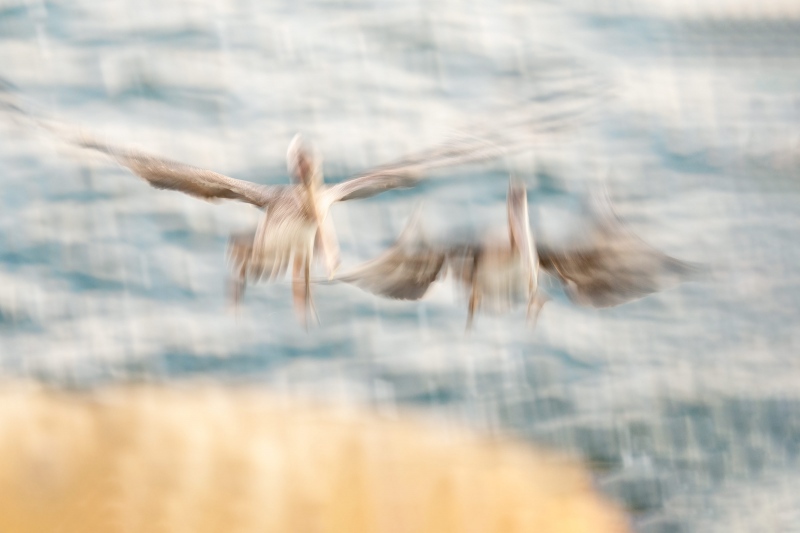 Brown-Pelican-3200-tandem-landing-blur-_A1G3466-La-Jolla-CA-