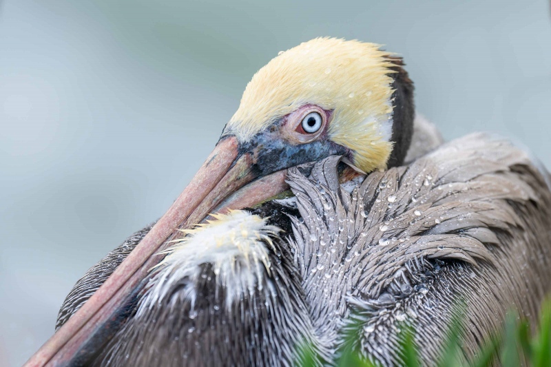 Brown-Pelican-3200-tight-with-raindrops-_A1G0983-La-Jolla-CA