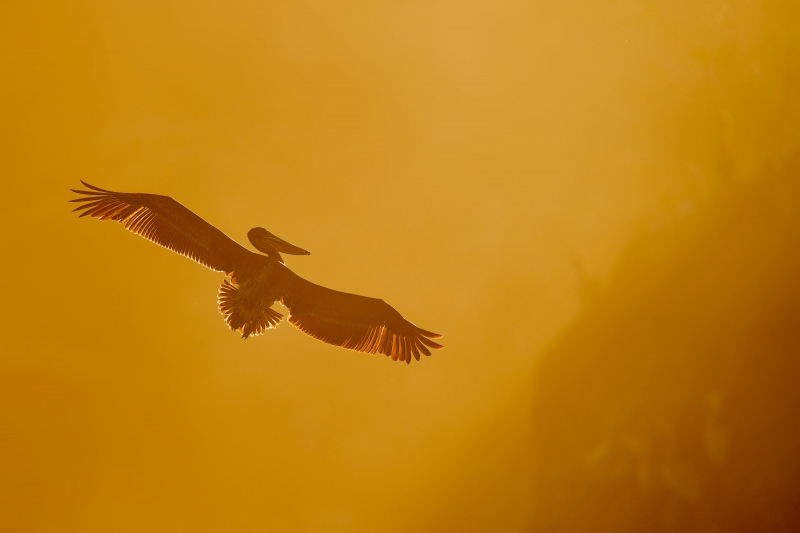 Brown-Pelican-3200A-landing-backlit-_A1G0346-La-Jolla-CA