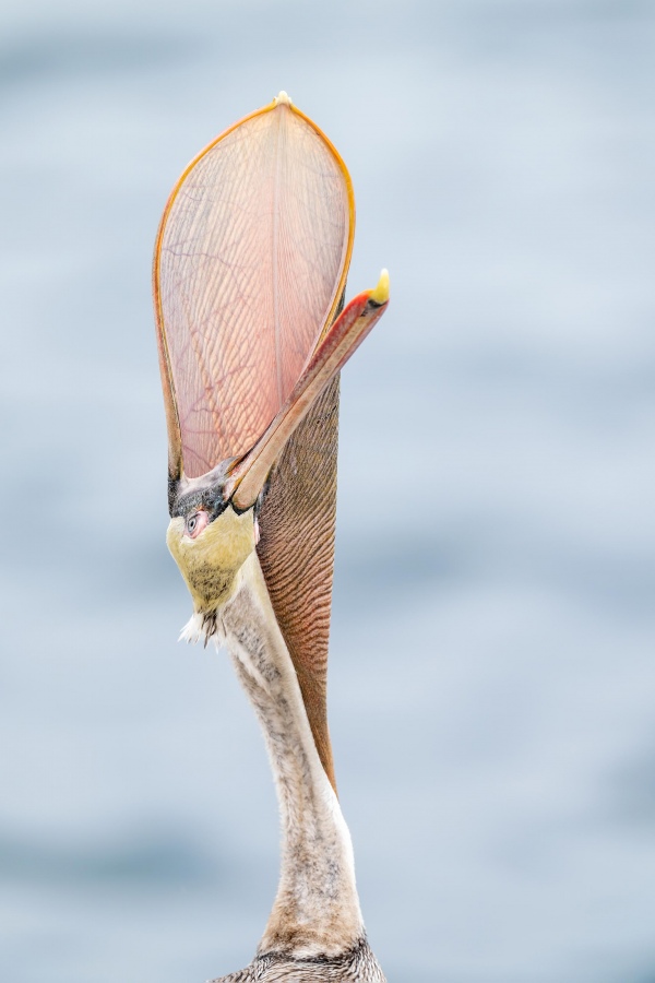 Brown-Pelican-Pacific-3200-race-non-breeding-head-throw-_A1G8048-La-Jolla-CA
