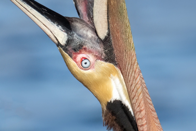 Brown-Pelican-TIGHT-CROP-head-throw-_A1G7345-La-Jolla-CA