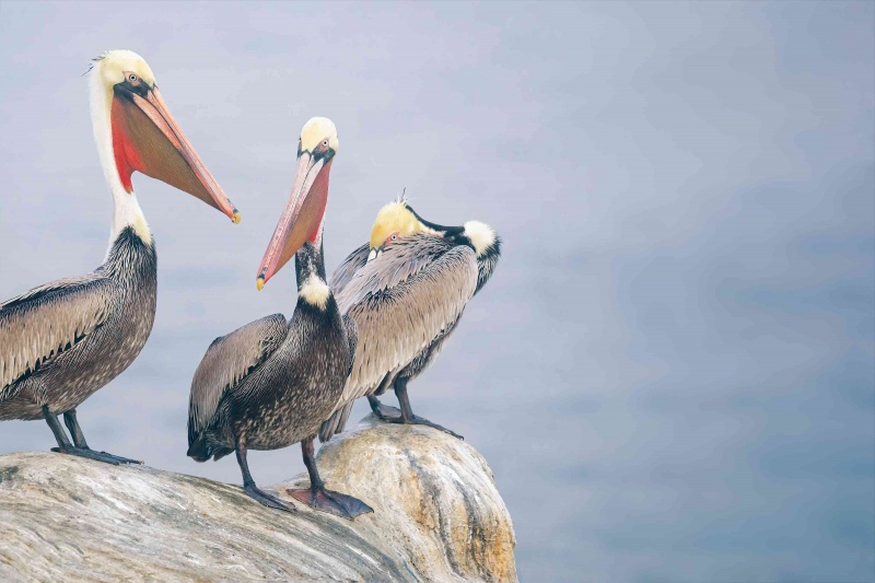 Brown-Pelican-adults-3200-greeting-and-sleeping-_A1G3839-La-Jolla-CA-