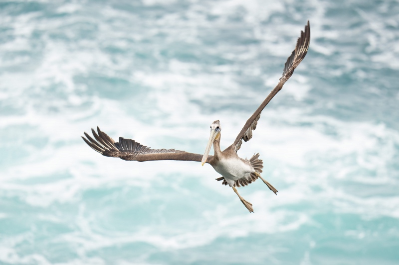 Brown-Pelican-j3200-uvenile-landing-on-foggy-morning-_A1G5604-La-Jolla-CA-