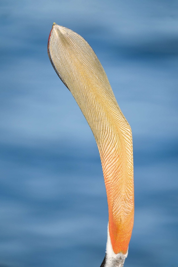 Brown-Pelican-l3200-ighter-Pacific-race-head-throw-from-below-_A1G5974-La-Jolla-CA-