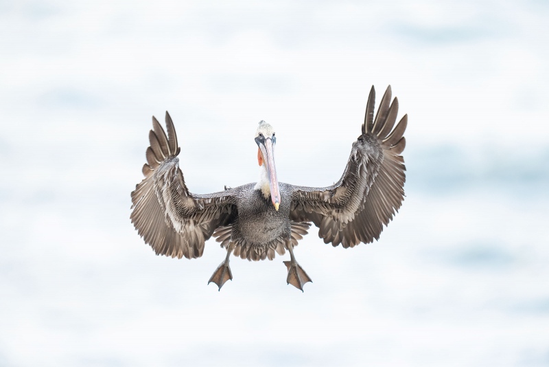 Brown-Pelican-landing-3200-_A1G0204-La-Jolla-CA