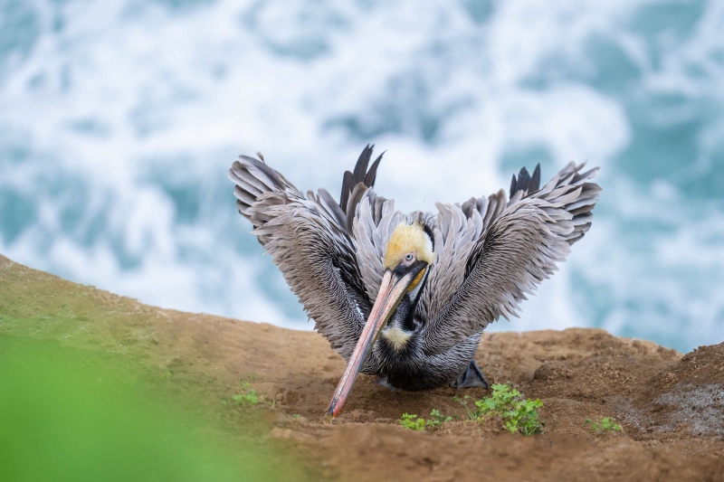 Brown-Pelican3200-ruffling-_A1G5675-La-Jolla-CA