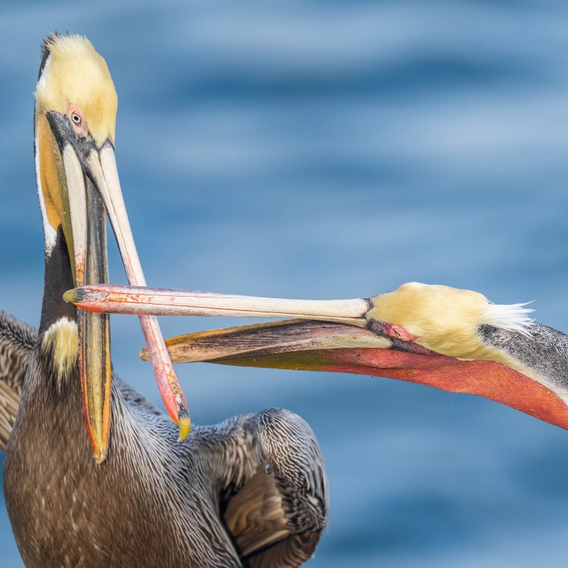 Brown-Pelicans-2400-squabbling-SQ-_A1G8903-La-Jolla-CA