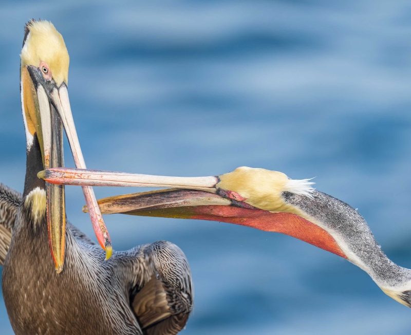 Brown-Pelicans-3000-squabbling-BOXY-_A1G8903-La-Jolla-CA