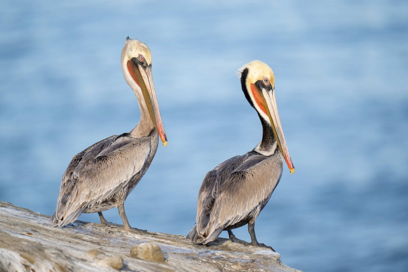 Brown-Pelicans-3200-at-f-2-point-8-_A1G5495-La-Jolla-CA-