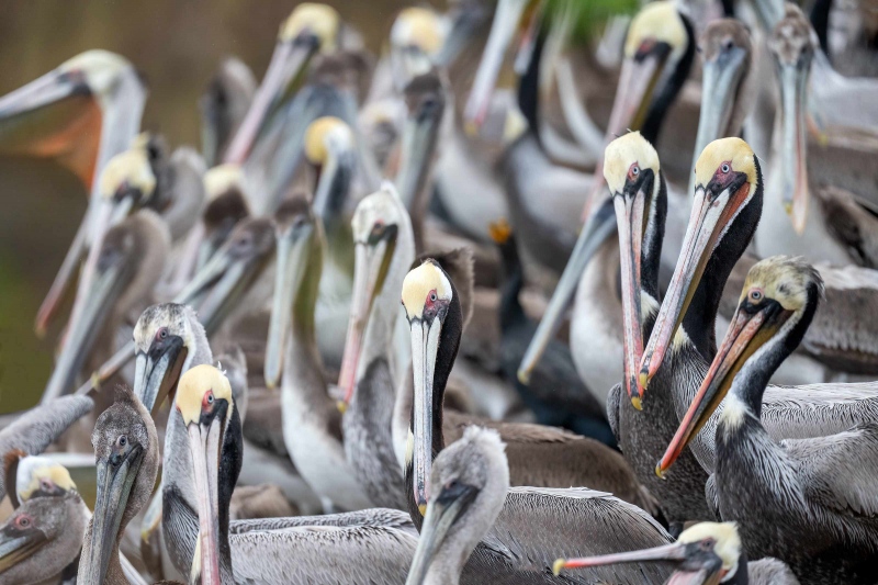 Brown-Pelicans-3200-cliff-party-_A1G8762-La-Jolla-CA