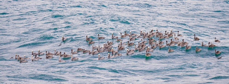 Brown-Pelicans-3200-flock-on-the-water-in-a-storm-_A1G6924-La-Jolla-CA