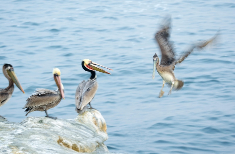 Brown-Pelicans-3200-landing-greeting-blur-_A1G3808-La-Jolla-CA-