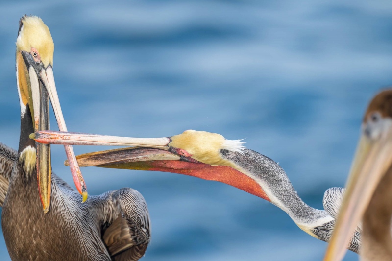 Brown-Pelicans-3200-squabbling-2X3-_A1G8903-La-Jolla-CA