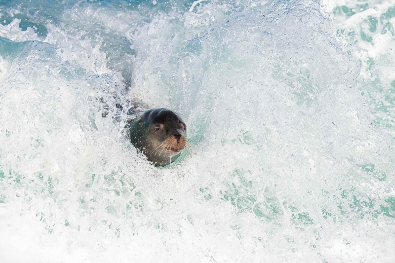 California-Sealion-3200-surfing-_A1G8756-La-Jolla-CA