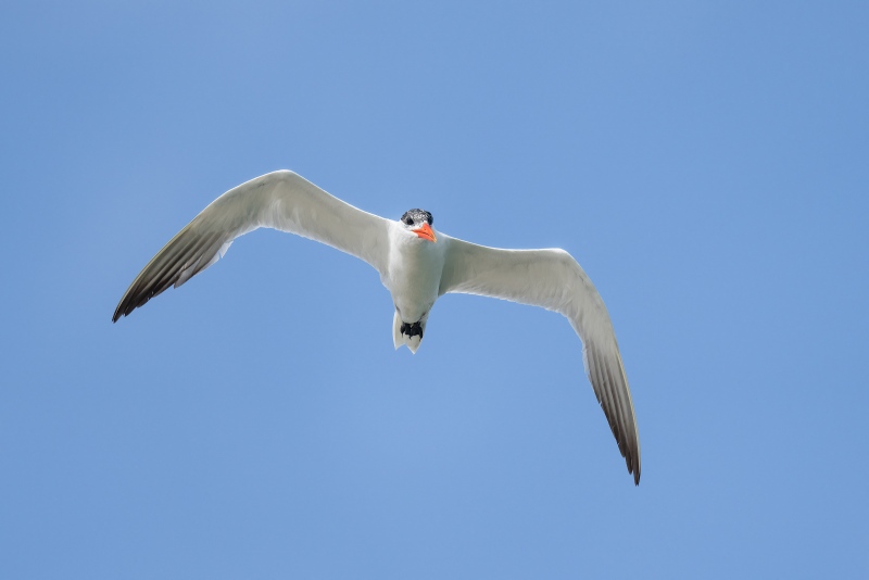 Caspian-Tern-3200-in-flight-from-below-_A1G9650-Sebastian-Inlet-FL