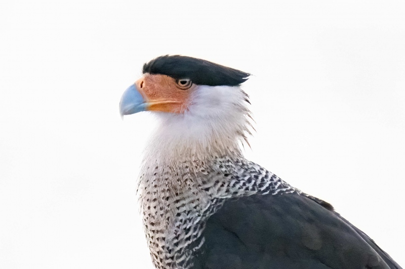 Crested-Caracara-31100-NO-META-large-crop-_A1G9928-Indian-Lake-Estates-FL