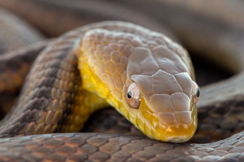 Eastern-Rat-Snake-3200-BLUE-OUT-REDDER-on-pier-railiing-_A1G5841-Indian-Lake-Estates-FL