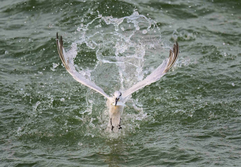 Fishing-Tern-MMillne