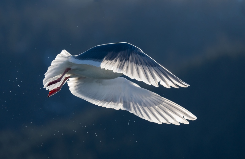 Glaucous-winged-Gull-3200-braking-in-flight-backlit-_A1G9802-Kachemak-Bay-AK