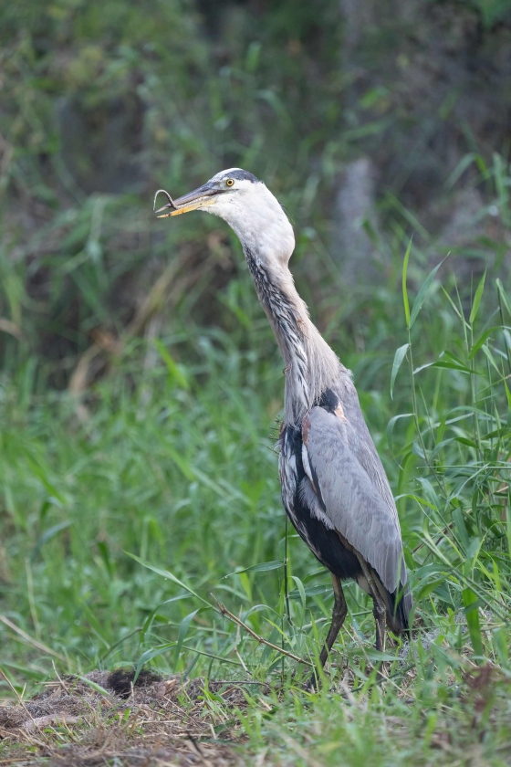 Great-Blue-Heron-3200-almost-finished-swallowing-snake-_A1G8107-Circle-B-Bar-Preserve-Lakeland-FL