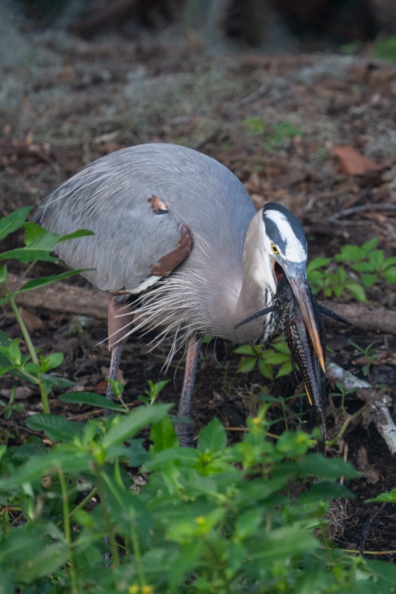 Great-Blue-Heron-3200-getting-ready-to-dunk-the-catfish-_A1G7537-Circle-B-Bar-Preserve-Lakeland-FL