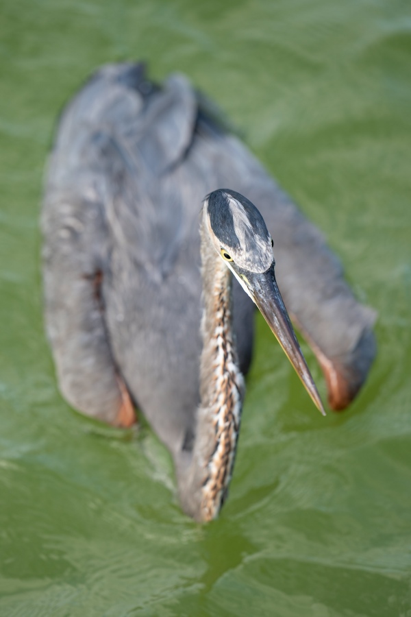 Great-Blue-Heron-3200-injured-adult-swimming-_A1G0711-Fort-DeSoto-Park-Tierra-Verde-FL