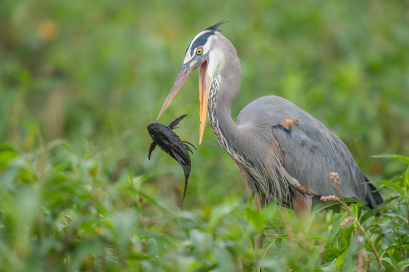 Great-Blue-Heron-3200-subduing-Armored-Catfish-_A1G9246-Circle-B-Bar-Preserve-Lakeland-FL