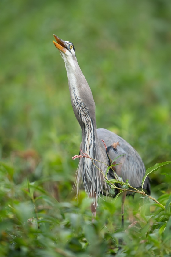 Great-Blue-Heron-3200-swallowing-catfish-_A1G9342-Circle-B-Bar-Preserve-Lakeland-FL