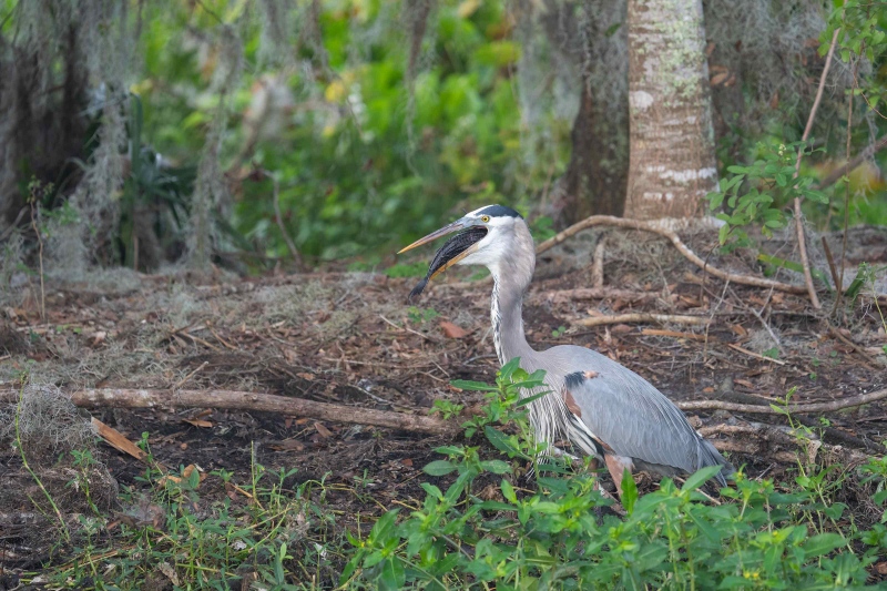 Great-Blue-Heron-3200-swallowing-long-dead-fish-_A1G7617-Circle-B-Bar-Preserve-Lakeland-FL