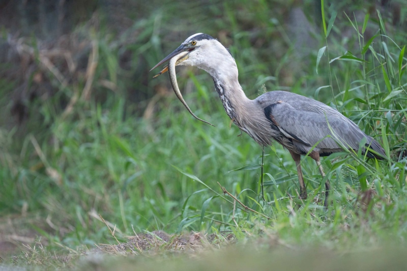 Great-Blue-Heron-3200-swallowing-snake-_A1G8060-Circle-B-Bar-Preserve-Lakeland-FL-2