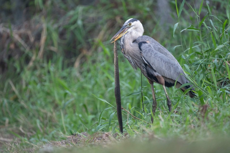 Great-Blue-Heron-3200-with-dead-snake-_A1G8006-Circle-B-Bar-Preserve-Lakeland-FL-2