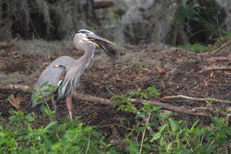 Great-Blue-Heron-3200-with-dried-up-long-dead-fish-carcass-_A1G7529-Circle-B-Bar-Preserve-Lakeland-FL