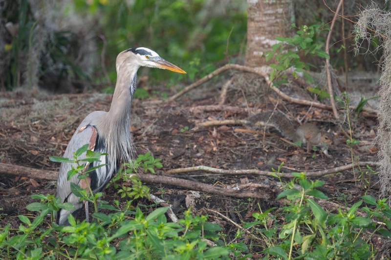 Great-Blue-Heron-3200-with-fish-in-neck-_A1G7706-Circle-B-Bar-Preserve-Lakeland-FL