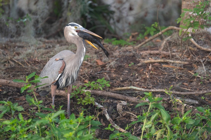 Great-Blue-Heron-3200-with-rinsed-fish-_A1G7555-Circle-B-Bar-Preserve-Lakeland-FL