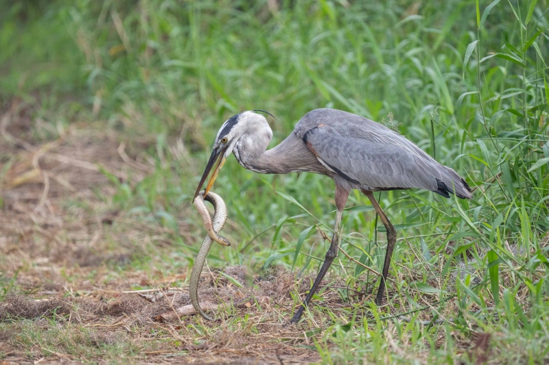 Great-Blue-Heron-3200-with-snake-_A1G7936-Circle-B-Bar-Preserve-Lakeland-FL