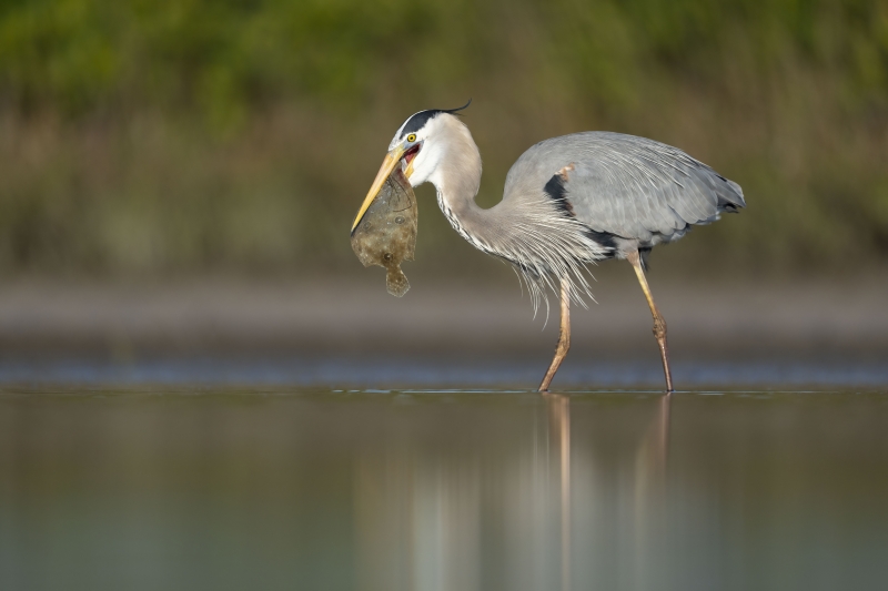 Great-Blue-Heron-Fort-De-Soto-2023.01.11-06079-S