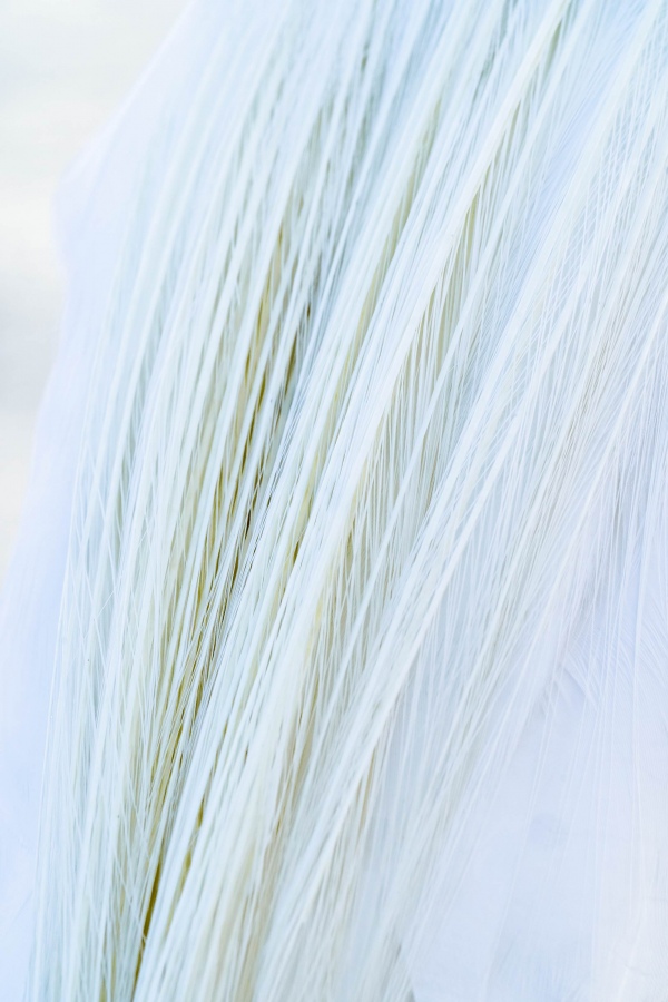 Great-Egret-3200-breeding-plumes-_A1G8462-Fort-DeSoto-Park-FL