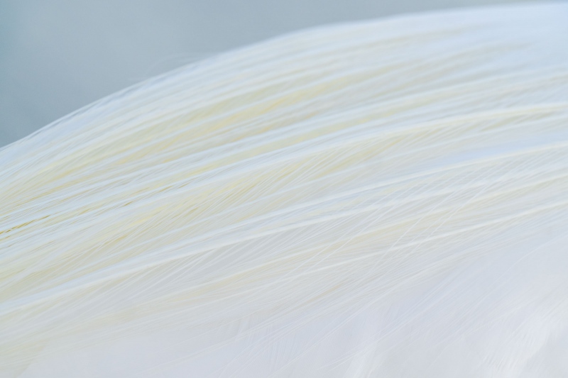 Great-Egret-3200-breeding-plumes_A1G8449-Fort-DeSoto-Park-FL