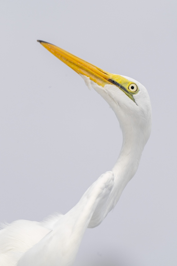 Great-Egret-3200-juvenile-head-and-neck-_A1G1100-Fort-DeSoto-Park-Tierra-Verde-FL