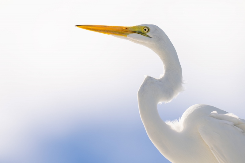 Great-Egret-3200-juvenile-head-and-neck-backlit-_A1G1334-Fort-DeSoto-Park-Tierra-Verde-FL