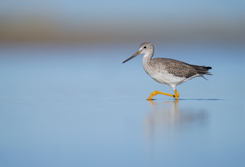 Greater-Yellowlegs-3200-walking-_A1G4853-Fort-DeSoto-Park-Tierra-Verde-FL