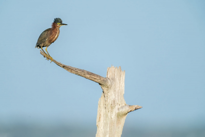 Green-Heron-3200-adult-on-The-Perch-_A1G1880-Indian-Lake-Estates-FL