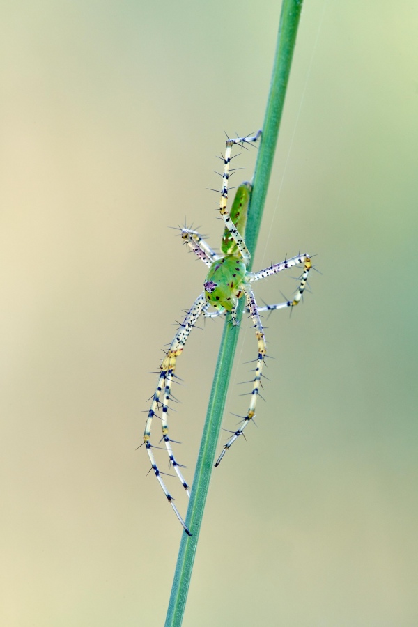 Green-Lynx-Spider-3200-_7R45092-Indian-Lake-Estates-FL-1